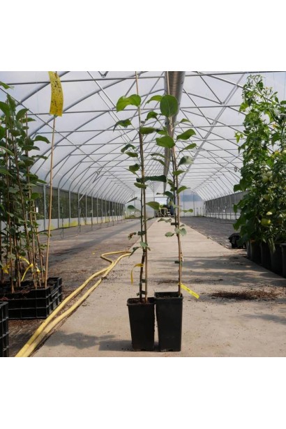 Саджанець яблуні Байя Мариса в контейнері Р9